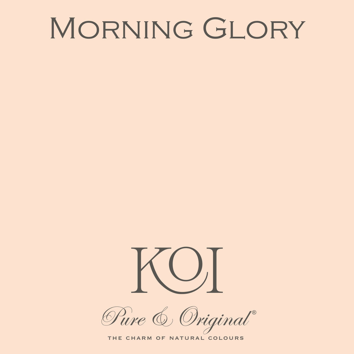 Morning Glory · Pure & Original × KOI